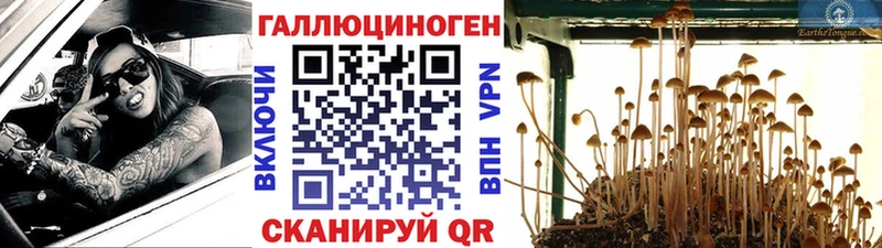 мега вход Зерноград Галлюциногенные грибы Cubensis